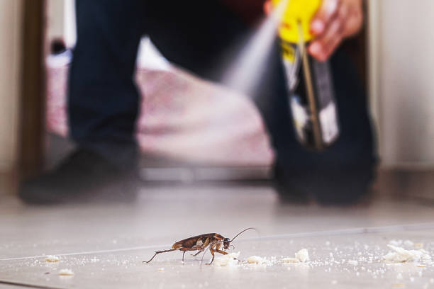 Best Wasp Removal Services  in New Market, TN